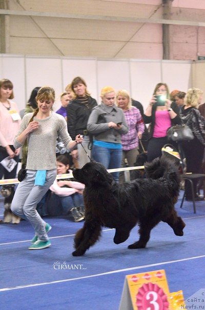 Фото: ньюфаундленд Белкондер-Клаб Ямайка Блю Маунтин (Belkonder-Club Jamaica Blue Mountin)
