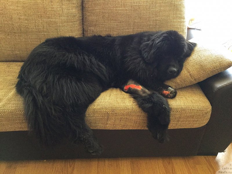 Фото: ньюфаундленд Браунблад МСК Харита Хавва (Brownblood MSK Harita Havva)