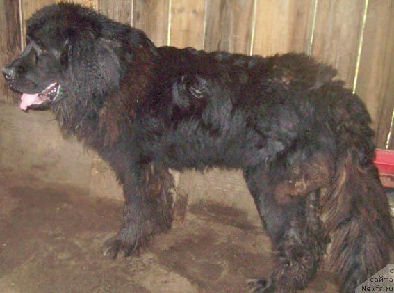 Фото: ньюфаундленд Кенни