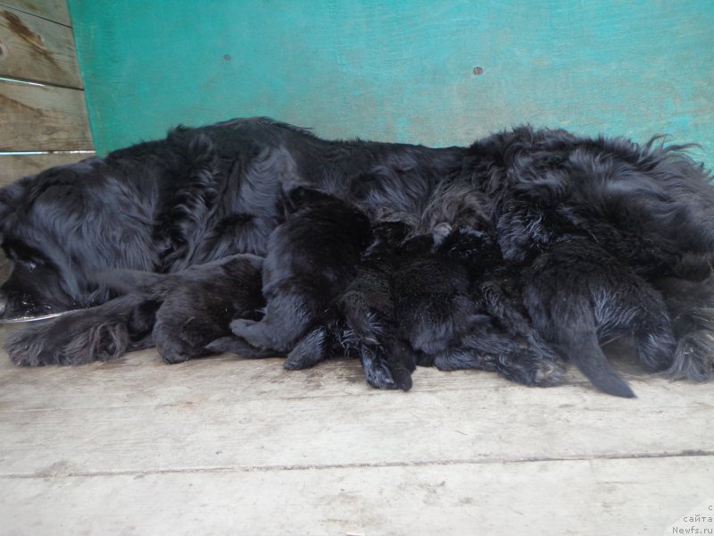 Фото: ньюфаундленд Супер Премиум Немессис