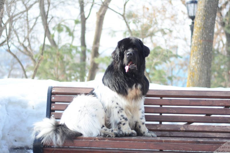 Фото: ньюфаундленд Плюшевая Панда Ферреро Ронд Нуар (Plushevaya Panda Ferrero Rond Noir)