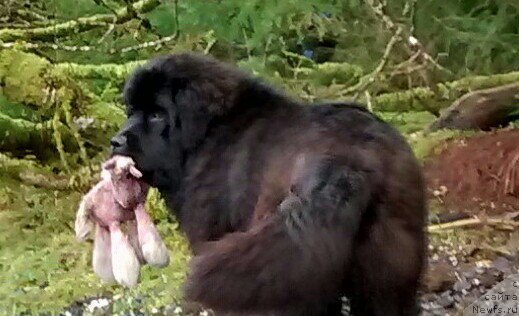 Фото: ньюфаундленд Черная Мафия Ангел Амонг Ус (Chernaya Mafia Аngel Among Us)