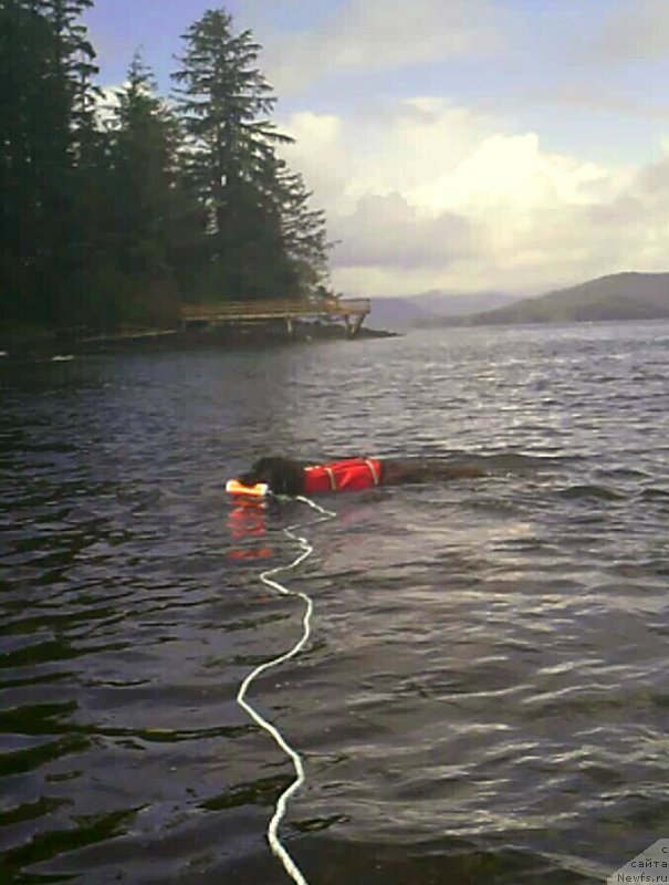 Фото: ньюфаундленд Черная Мафия Ангел Амонг Ус (Chernaya Mafia Аngel Among Us)