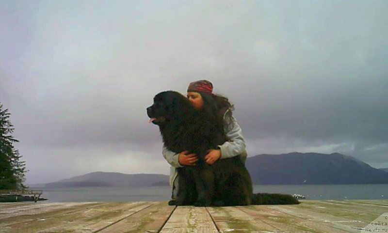 Фото: ньюфаундленд Черная Мафия Ангел Амонг Ус (Chernaya Mafia Аngel Among Us)