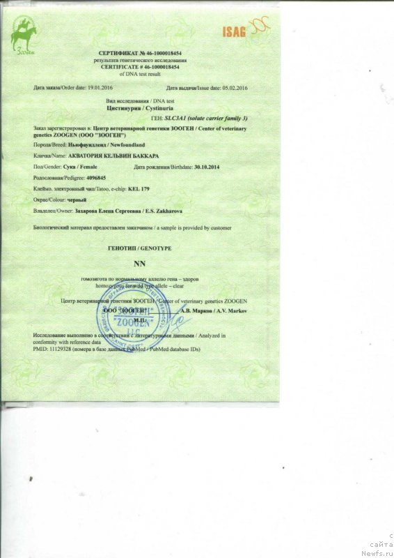 Фото: ньюфаундленд Акватория Келвин Баккара (Aquatoriya Kelvin Bakkara)