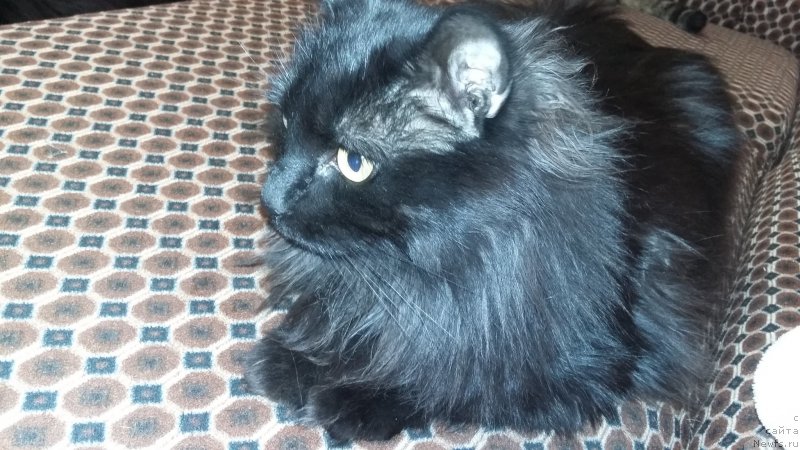 Фото: Бобрик