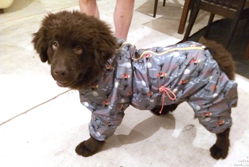 Фото: ньюфаундленд Браунблад МСК Стелла Софи