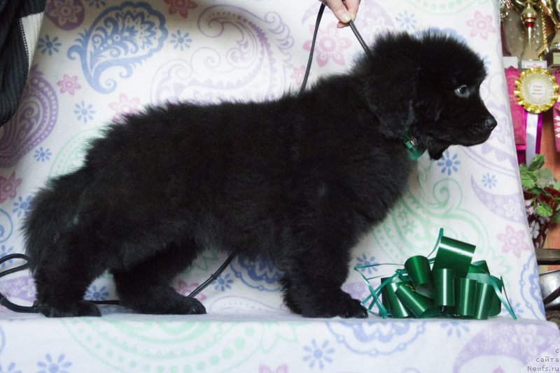 Фото: ньюфаундленд Сириус Большой Пес