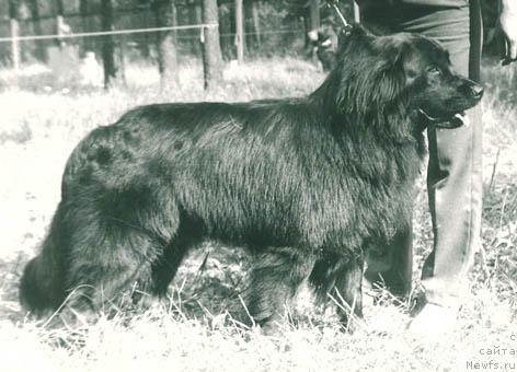 Фото: ньюфаундленд Матиюс Принцис