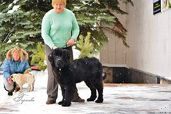 Фото: ньюфаундленд Пьер Ливи, Елена Бажутина