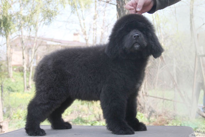 Фото: ньюфаундленд Знатная Дама с Берега Дона (Znatnaya Dama s Berega Dona)