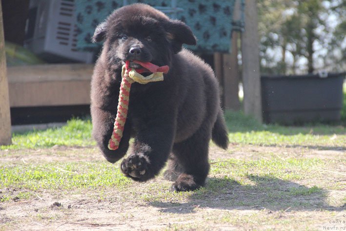 Фотография № 204805