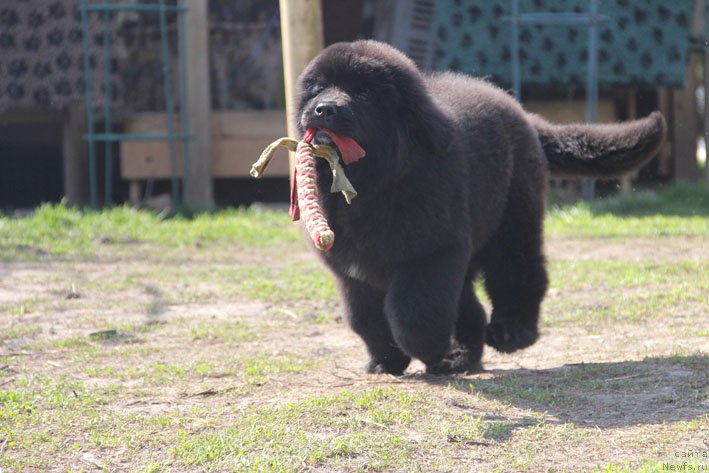 Фотография № 204806