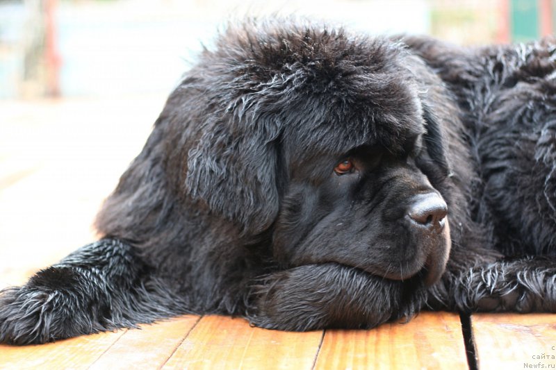 Фото: ньюфаундленд Черная Мафия Муст Хаве (Chernaya Mafia Must Have)