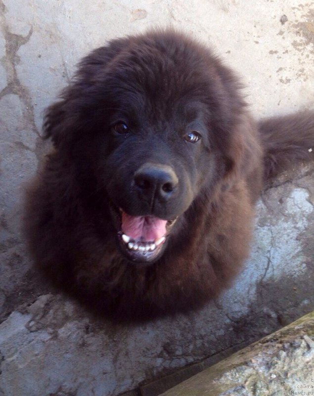 Фото: ньюфаундленд Брифт Стар Наилинг Лео