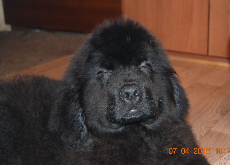 Фото: ньюфаундленд Здоровяк с Берега Дона (Zdorovyak s Berega Dona)