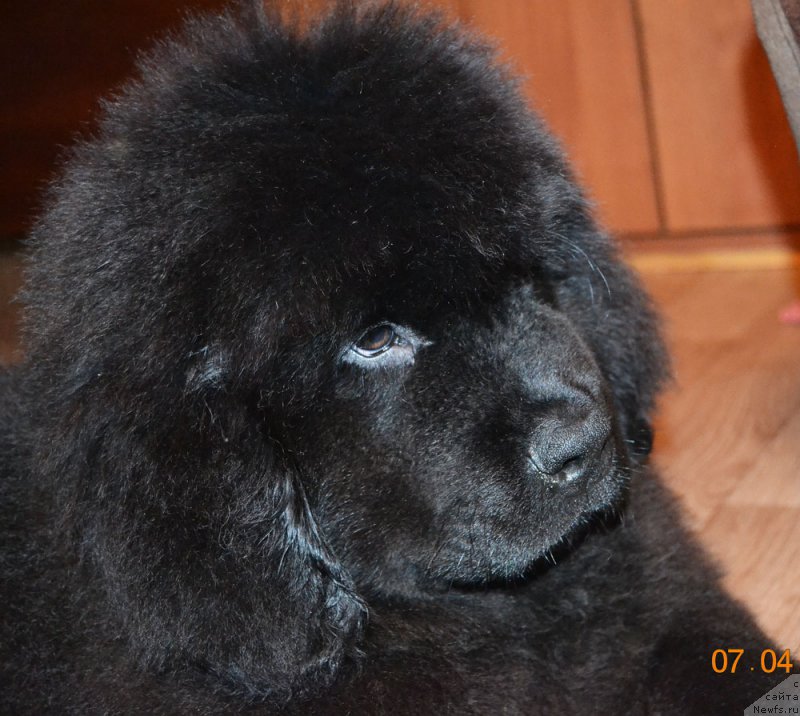 Фото: ньюфаундленд Здоровяк с Берега Дона (Zdorovyak s Berega Dona)