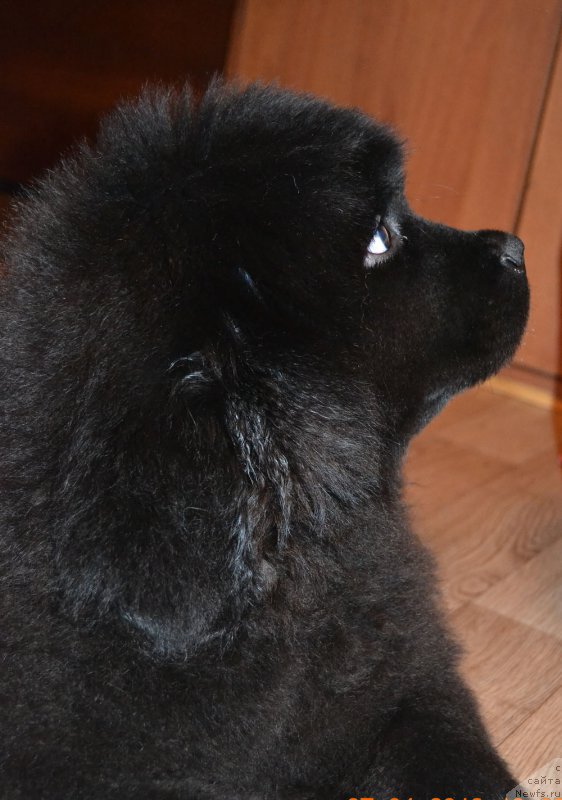 Фото: ньюфаундленд Здоровяк с Берега Дона (Zdorovyak s Berega Dona)