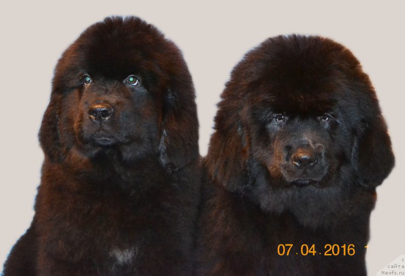 Фото: ньюфаундленд Здоровяк с Берега Дона (Zdorovyak s Berega Dona), ньюфаундленд Здравица с Берега Дона (Zdravica s Berega Dona)