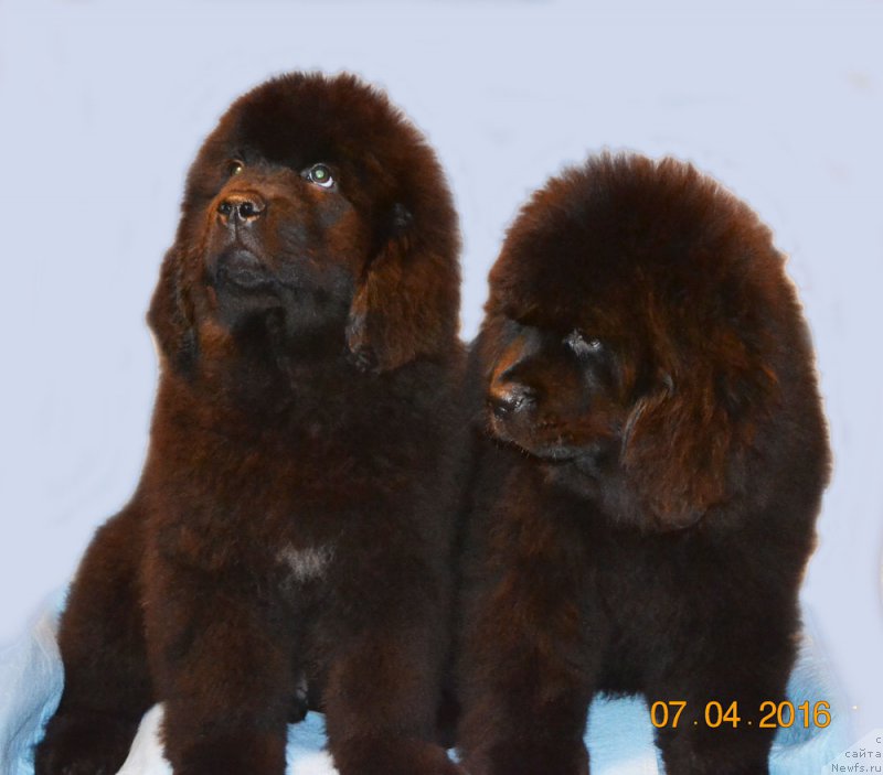 Фото: ньюфаундленд Здоровяк с Берега Дона (Zdorovyak s Berega Dona), ньюфаундленд Здравица с Берега Дона (Zdravica s Berega Dona)