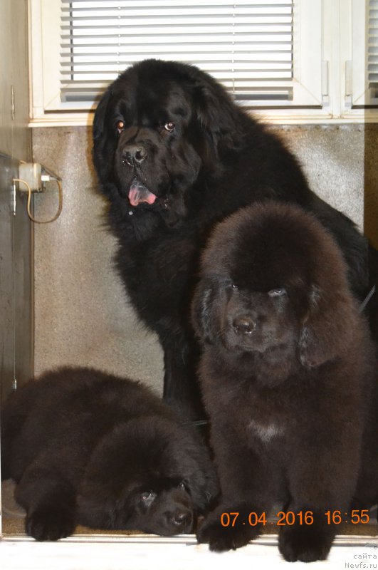 Фото: ньюфаундленд Здравица с Берега Дона (Zdravica s Berega Dona), ньюфаундленд Здоровяк с Берега Дона (Zdorovyak s Berega Dona), ньюфаундленд Zhdanny Syn Vialiki Miadzvedz