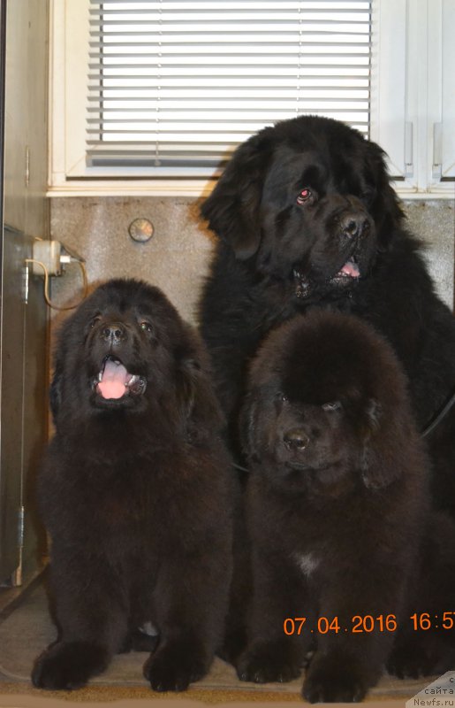 Фото: ньюфаундленд Здравица с Берега Дона (Zdravica s Berega Dona), ньюфаундленд Здоровяк с Берега Дона (Zdorovyak s Berega Dona), ньюфаундленд Zhdanny Syn Vialiki Miadzvedz