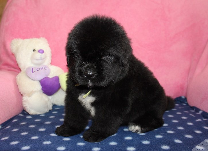 Фотография № 204878