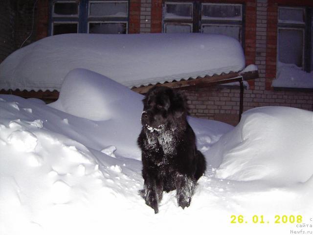 Фото: ньюфаундленд Лиана Черная Фея