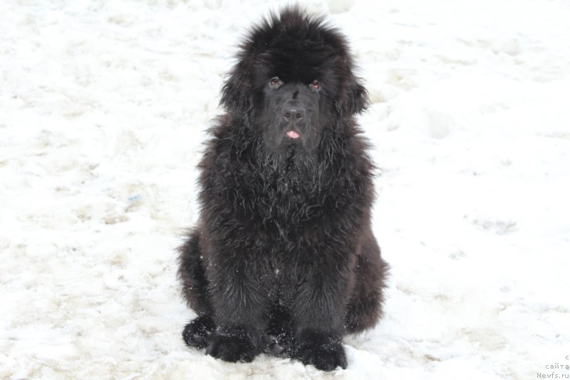 Фото: ньюфаундленд Даймонд Кинг