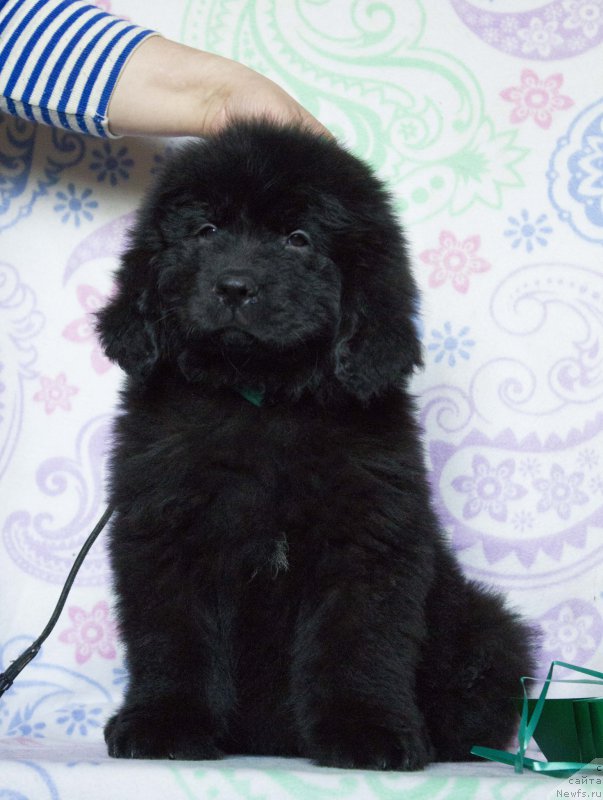 Фото: ньюфаундленд Сириус Большой Пес