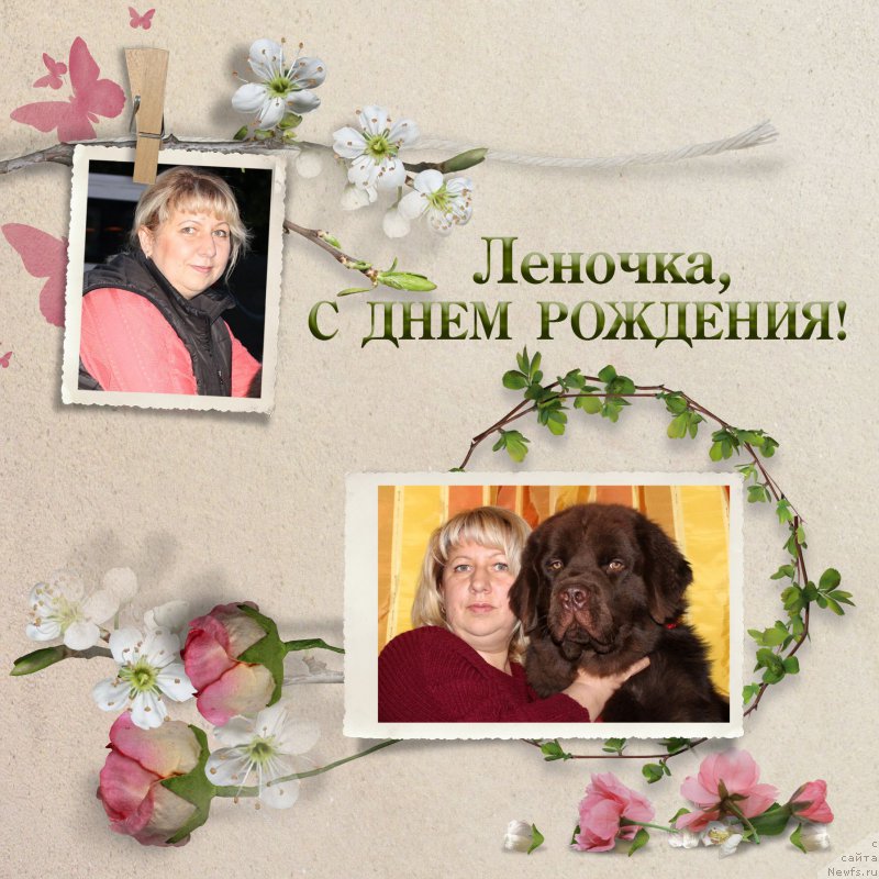 Фото: Елена Кузина, ньюфаундленд Нэш Соллар Винд