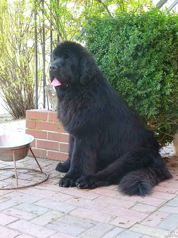 Фото: ньюфаундленд Смигар Эврисинг из Посибл (Smigar Everything iz Possible)