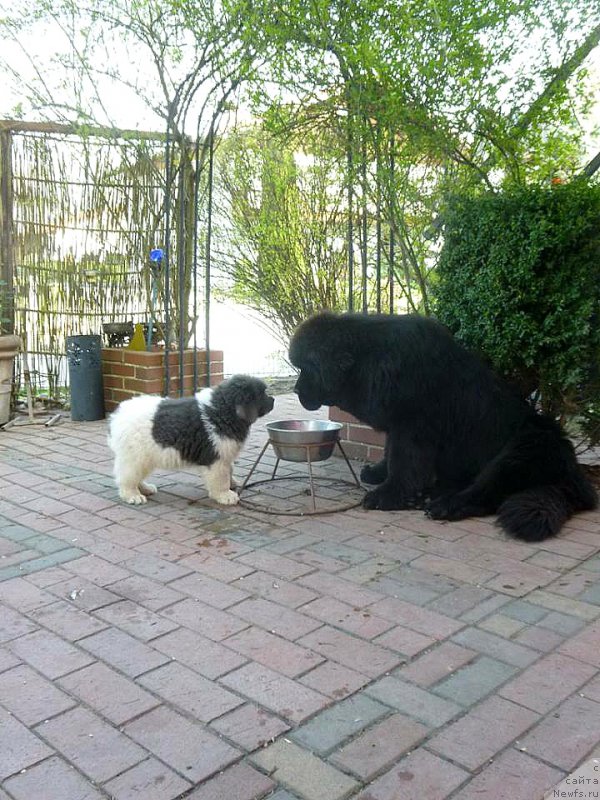 Фото: ньюфаундленд Смигар Эврисинг из Посибл (Smigar Everything iz Possible)