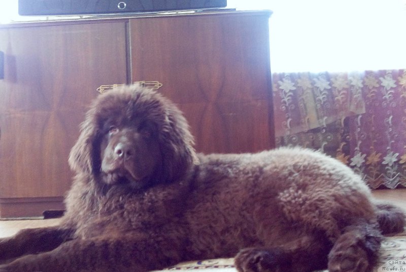 Фото: ньюфаундленд Браунблад МСК Сабина Эстер (Brownblood MSK Sabina Ester)