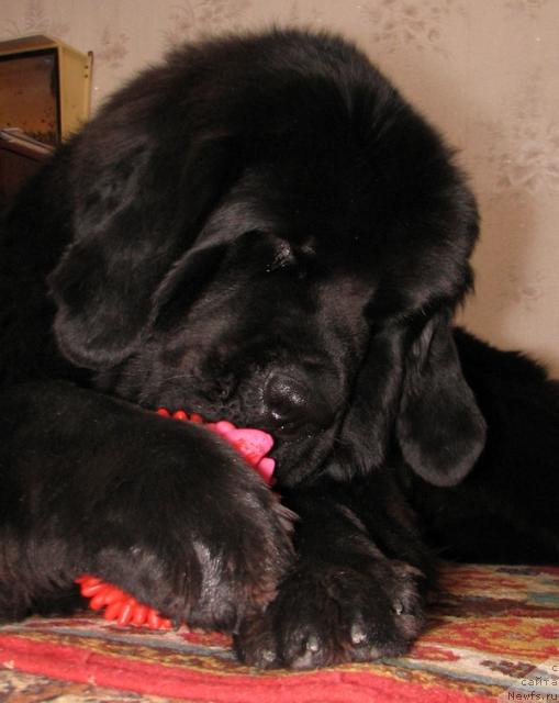 Фото: ньюфаундленд Любимая Моя с Берега Дона (Lubimaya Moya s Berega Dona)