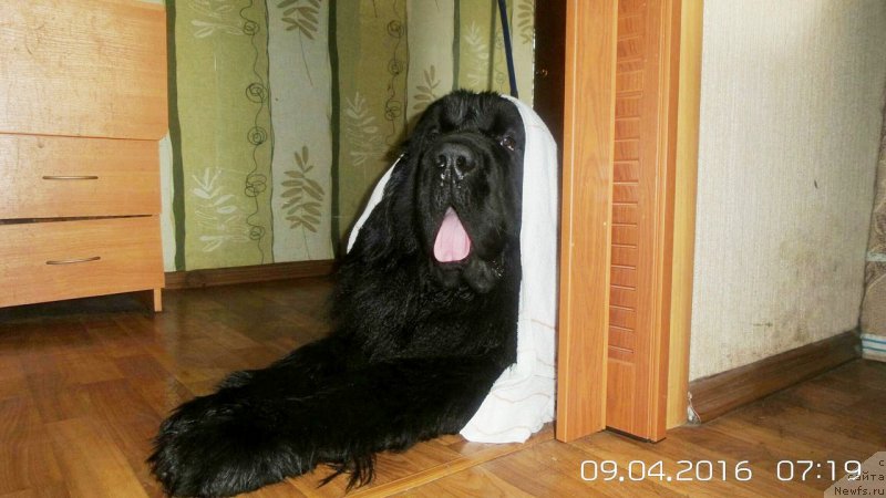 Фото: ньюфаундленд Черная Мафия Мове Уп Ин Тхе Ворлд (Chernaya Mafia Move Up In The World)