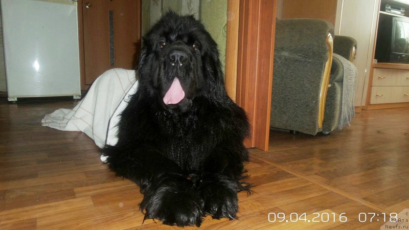 Фото: ньюфаундленд Черная Мафия Мове Уп Ин Тхе Ворлд (Chernaya Mafia Move Up In The World)