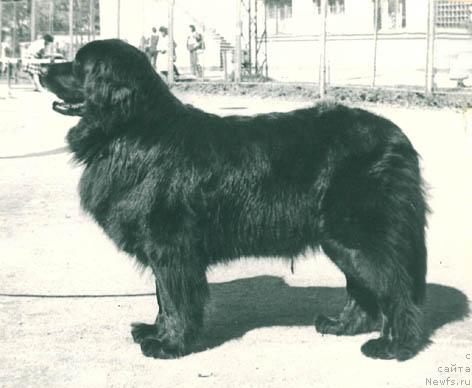 Фото: ньюфаундленд Матиюс Поллия