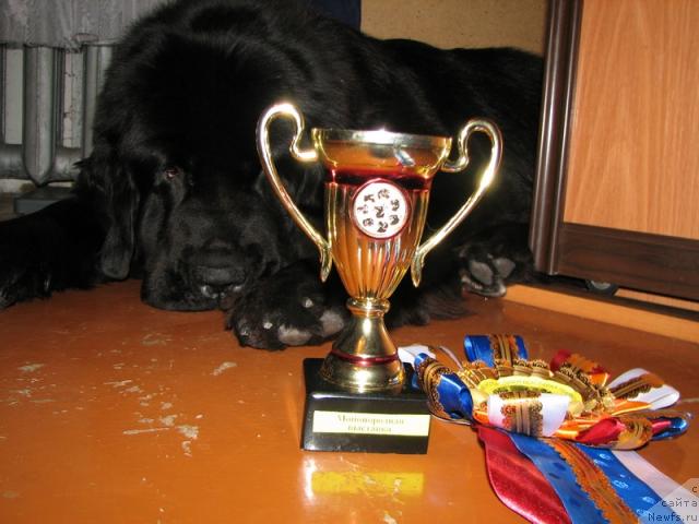 Фото: ньюфаундленд Любимая Моя с Берега Дона (Lubimaya Moya s Berega Dona)