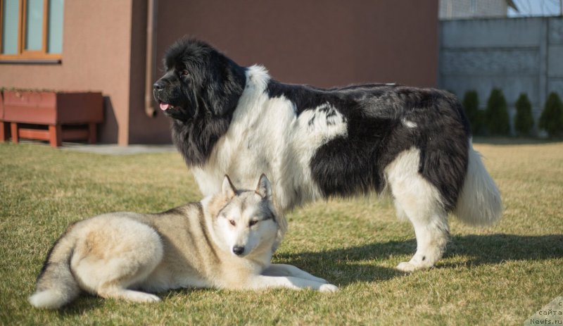 Фото: ньюфаундленд Аквиан Сонг Монтана