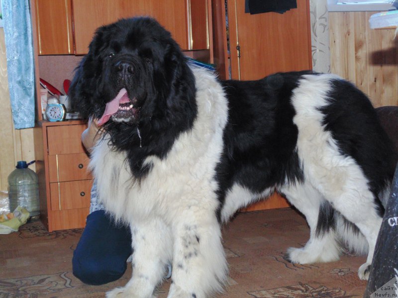 Фото: ньюфаундленд Степная Пальмира Единственный Мой