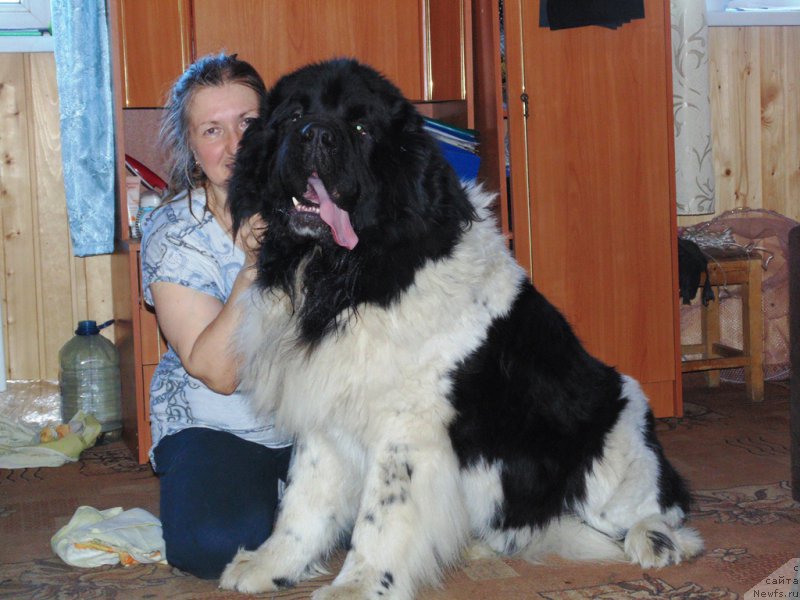 Фото: ньюфаундленд Степная Пальмира Единственный Мой