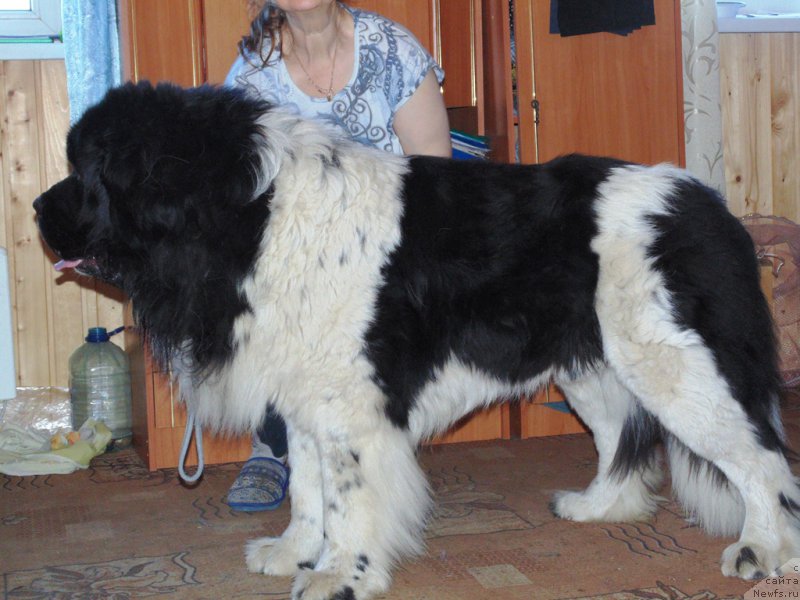 Фото: ньюфаундленд Степная Пальмира Единственный Мой