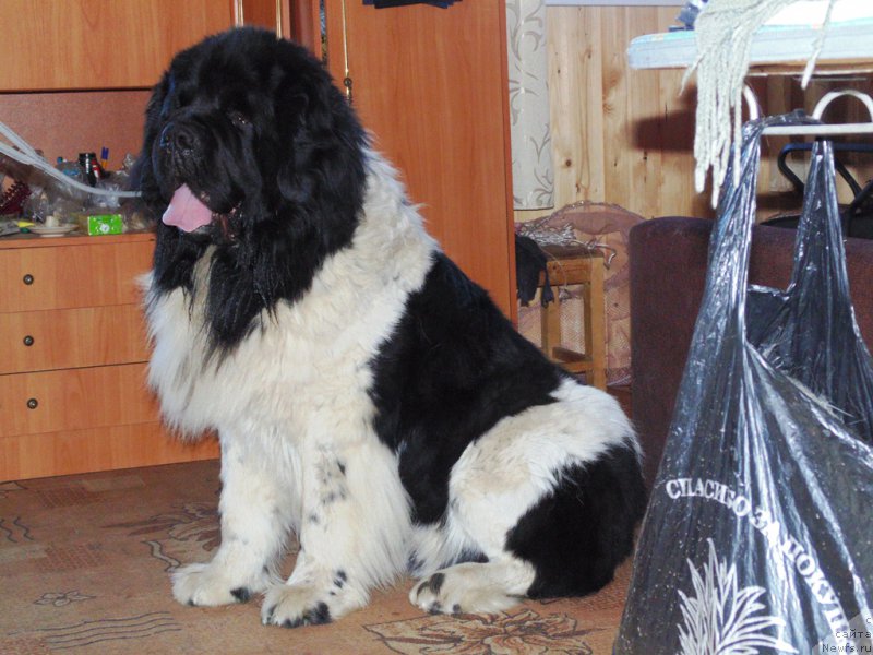 Фото: ньюфаундленд Степная Пальмира Единственный Мой