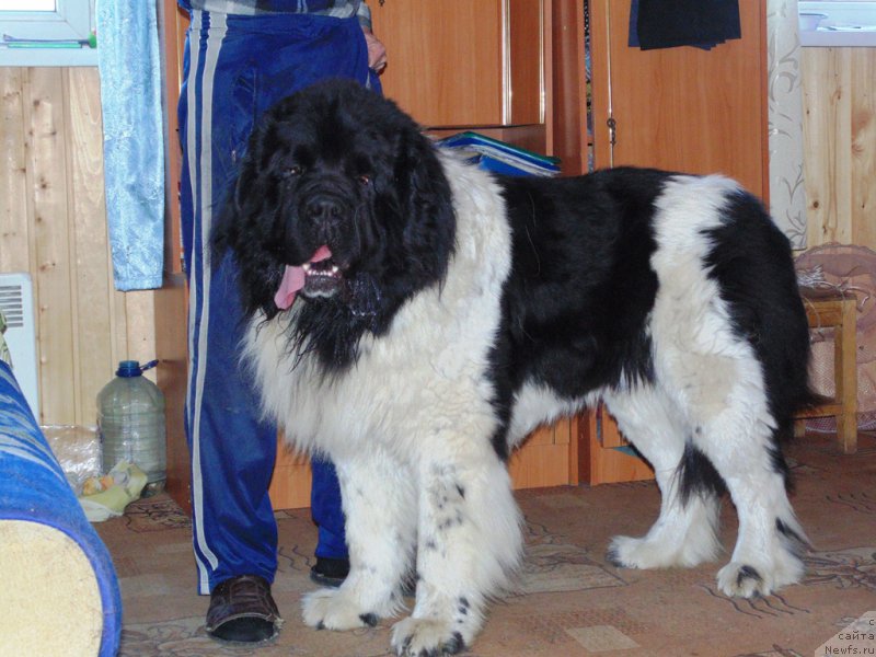 Фото: ньюфаундленд Степная Пальмира Единственный Мой