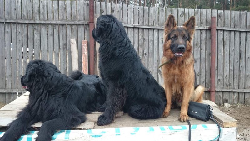 Фото: ньюфаундленд Русская Красавица Нюра