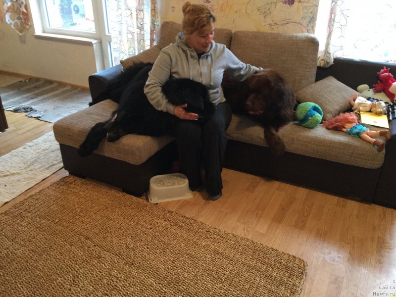 Фото: ньюфаундленд Браунблад МСК Хэппи Тедди (Brownblood MSK Happy Teddy), ньюфаундленд Браунблад МСК Харита Хавва (Brownblood MSK Harita Havva)