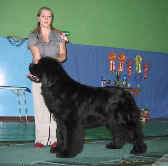 Фото: ньюфаундленд Супер Премиум Бэрри Гуд Лак (Super Premium Berry Good Luck)