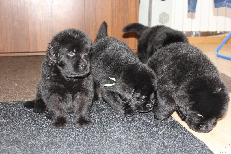 Фотография № 204936