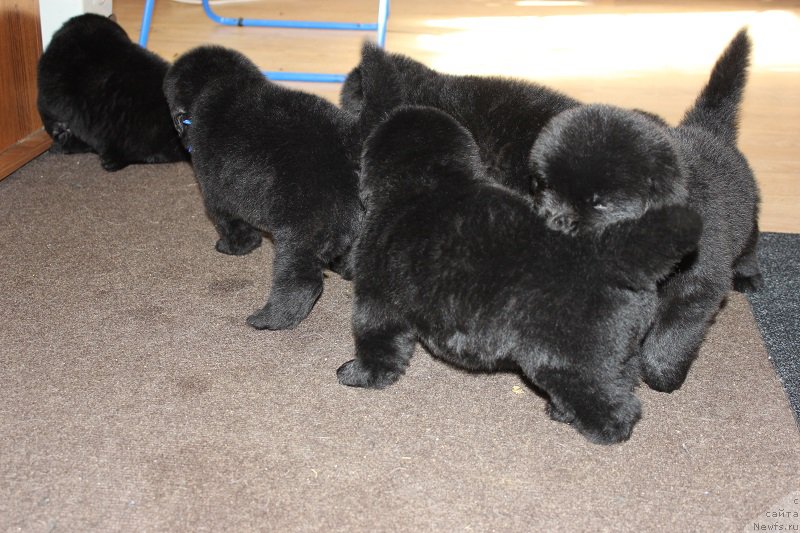 Фотография № 204937